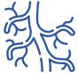 arterias